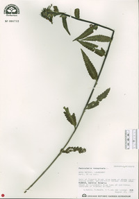 Pedicularis resupinata image