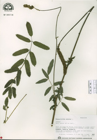 Sanguisorba alpina image