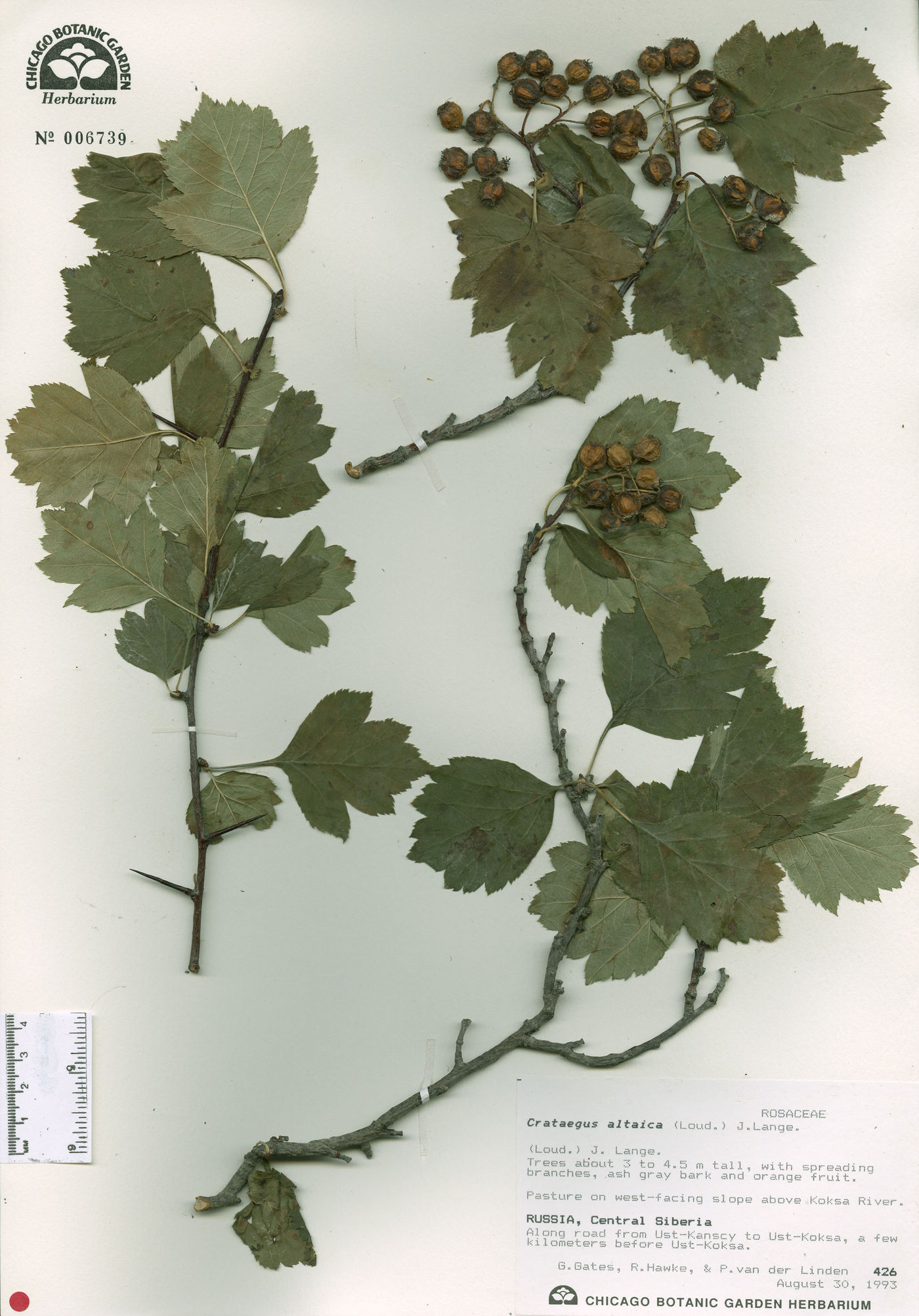 Crataegus altaica image