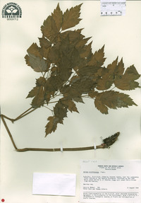 Actaea rubra image