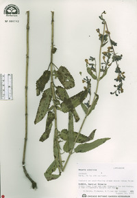 Nepeta sibirica image