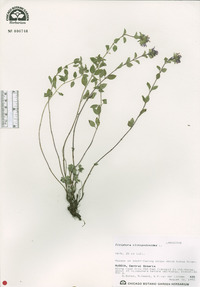 Ziziphora clinopodioides image