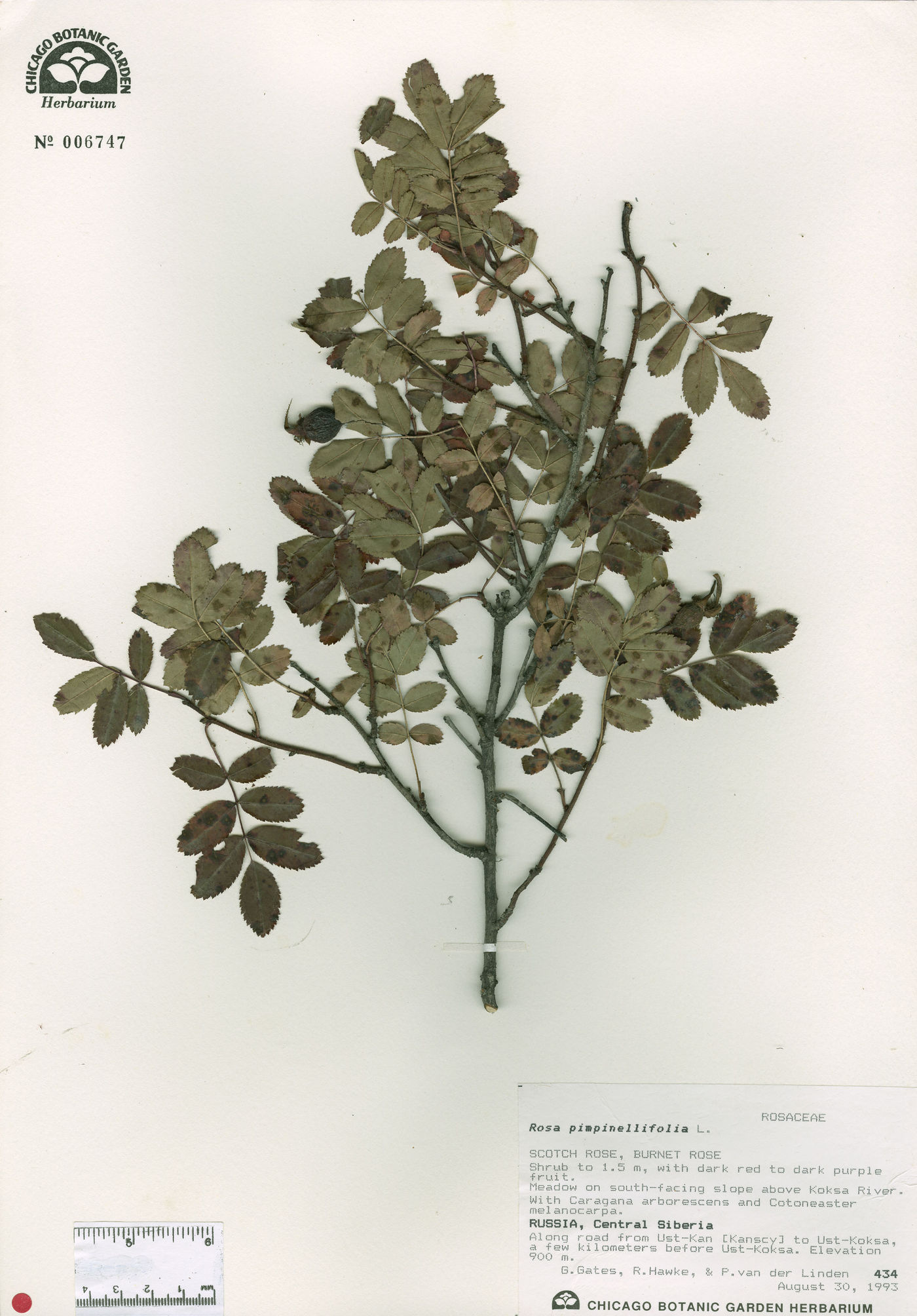 Rosa pimpinellifolia image