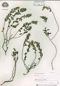 Scutellaria supina image