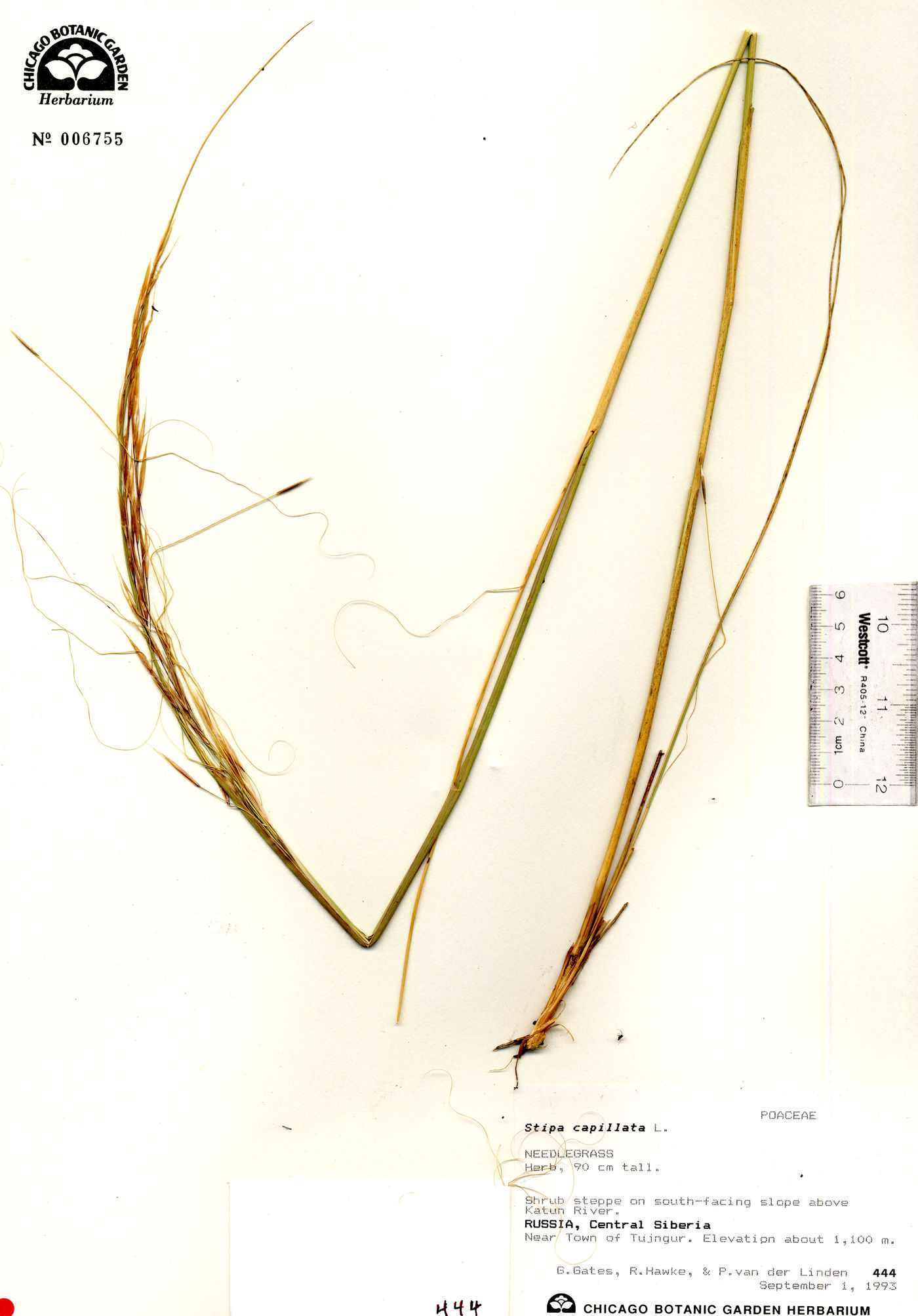 Stipa capillata image