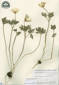 Anemone blanda image