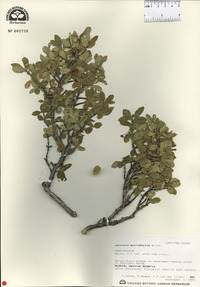 Lonicera microphylla image
