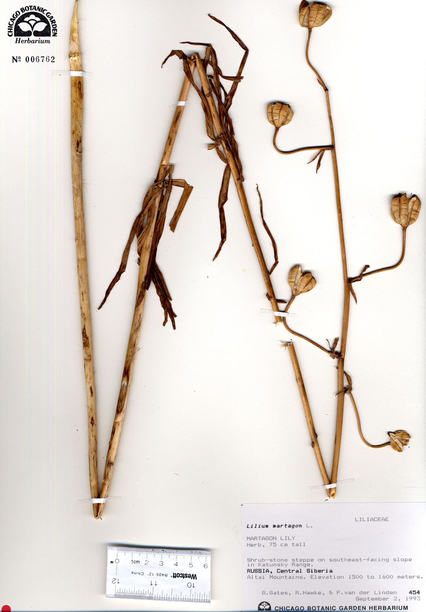 Lilium martagon image