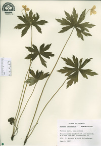 Anemone canadensis image