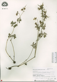 Geranium pseudosibiricum image