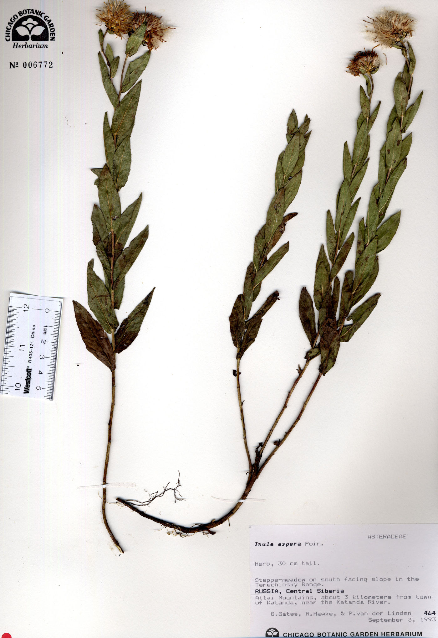 Inula aspera image