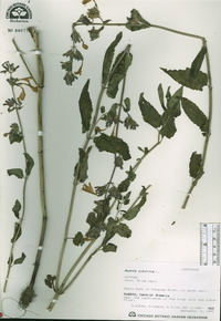 Nepeta sibirica image