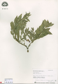 Chamerion latifolium image