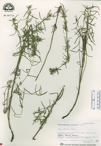 Dracocephalum ruyschiana image