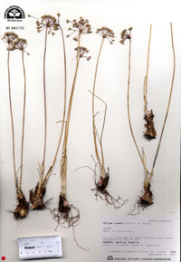 Allium rubens image