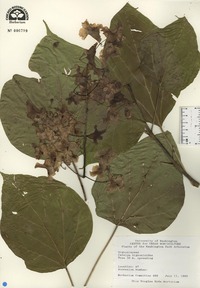 Catalpa bignonioides image