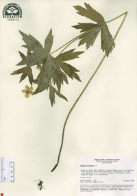 Anemone dichotoma image