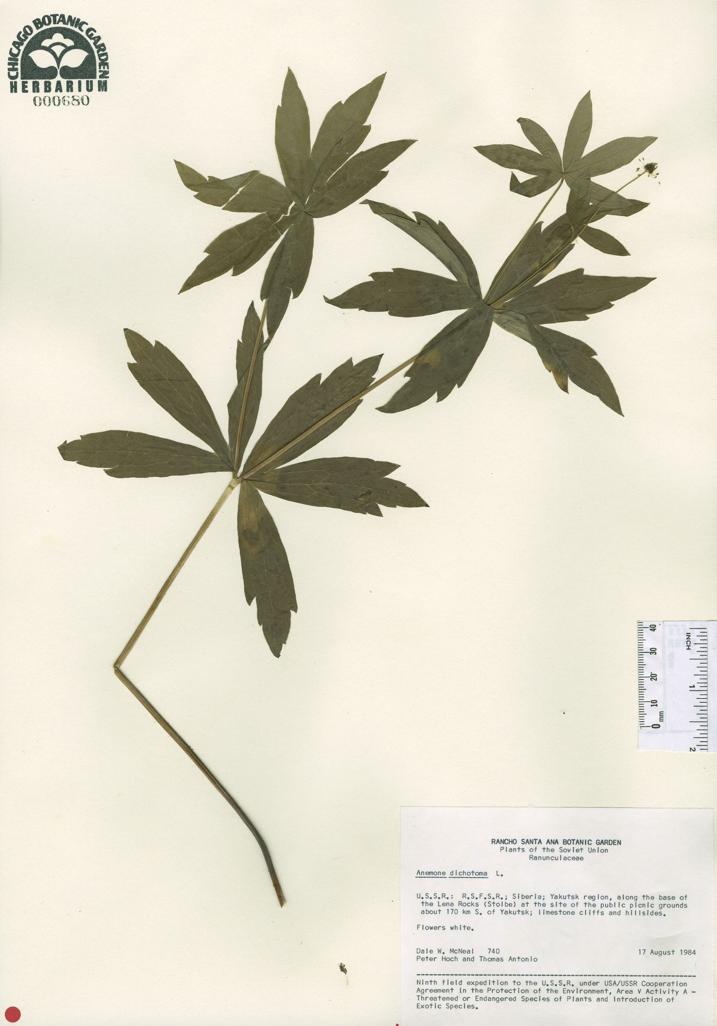 Anemone dichotoma image