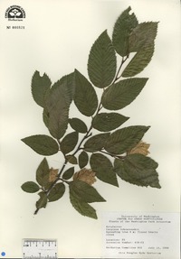 Carpinus tschonoskii image