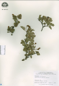 Crataegus microphylla image