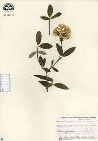 Viburnum x burkwoodii image