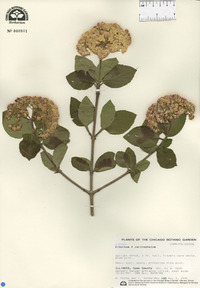 Viburnum carlcephalum image