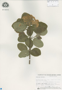 Viburnum lantana image