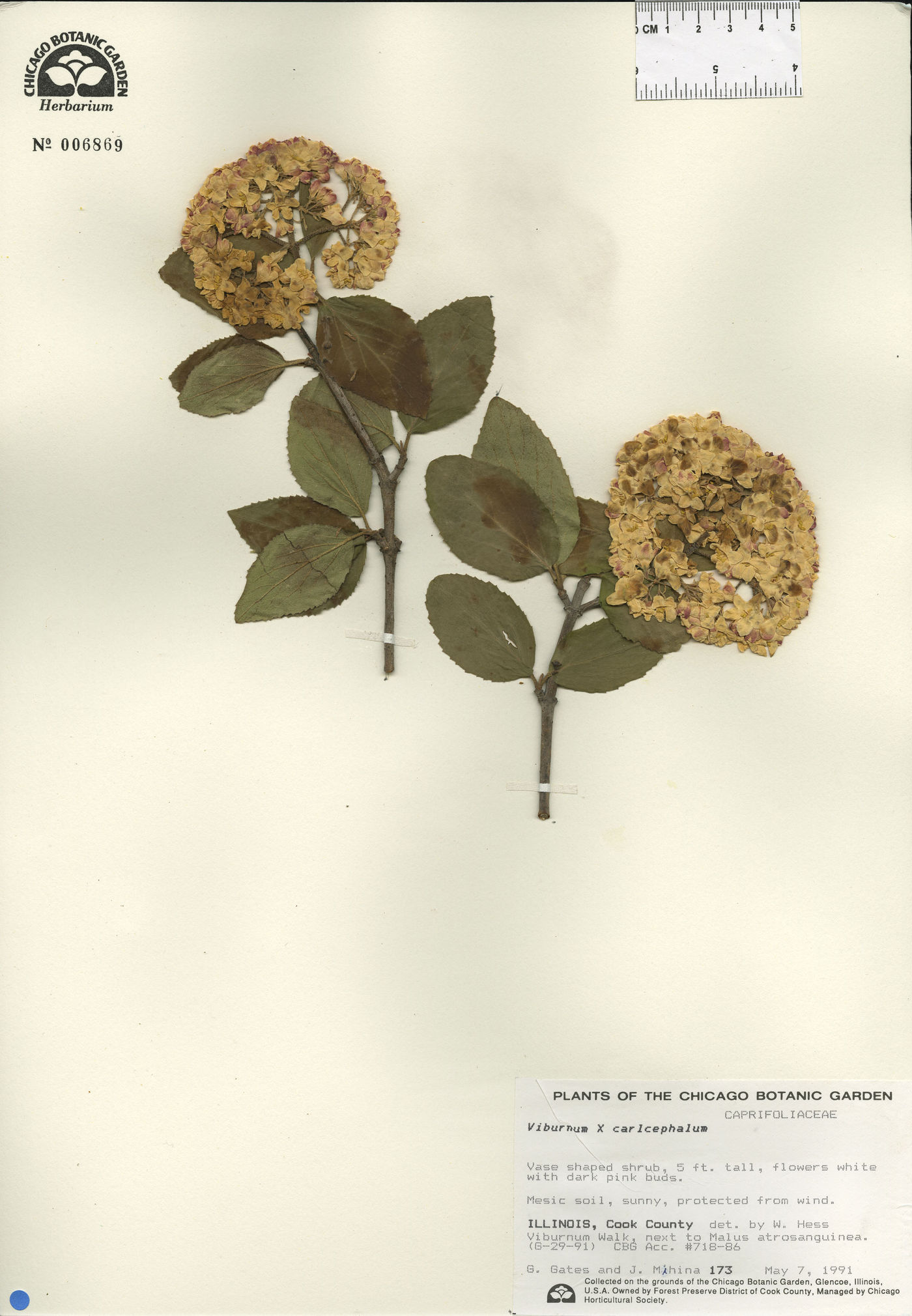 Viburnum carlcephalum image