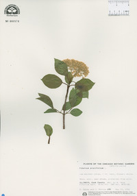 Viburnum prunifolium image