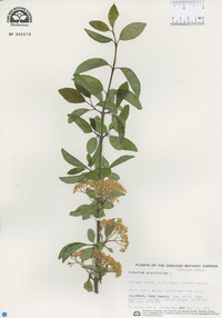 Viburnum prunifolium image