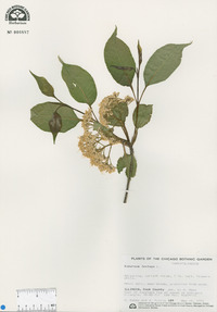 Viburnum lentago image