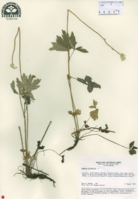 Anemone sylvestris image