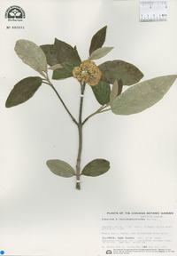 Viburnum x rhytidophylloides image