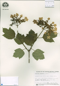 Viburnum sargentii image