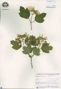 Viburnum sargentii image