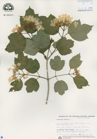 Viburnum opulus image