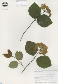 Viburnum dentatum image