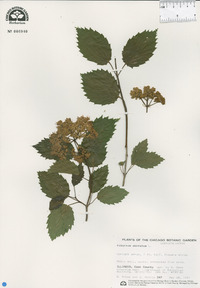 Viburnum dentatum image