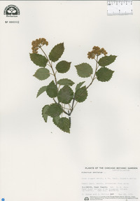 Viburnum dentatum image