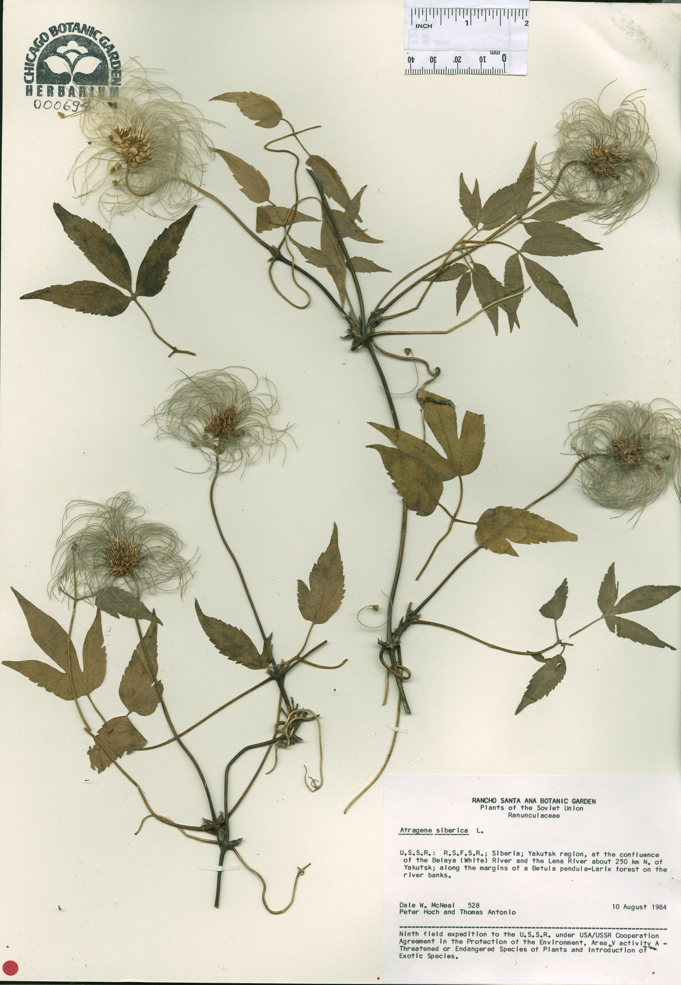 Clematis alpina subsp. sibirica image