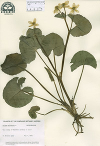 Caltha palustris image