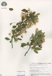 Malus floribunda image