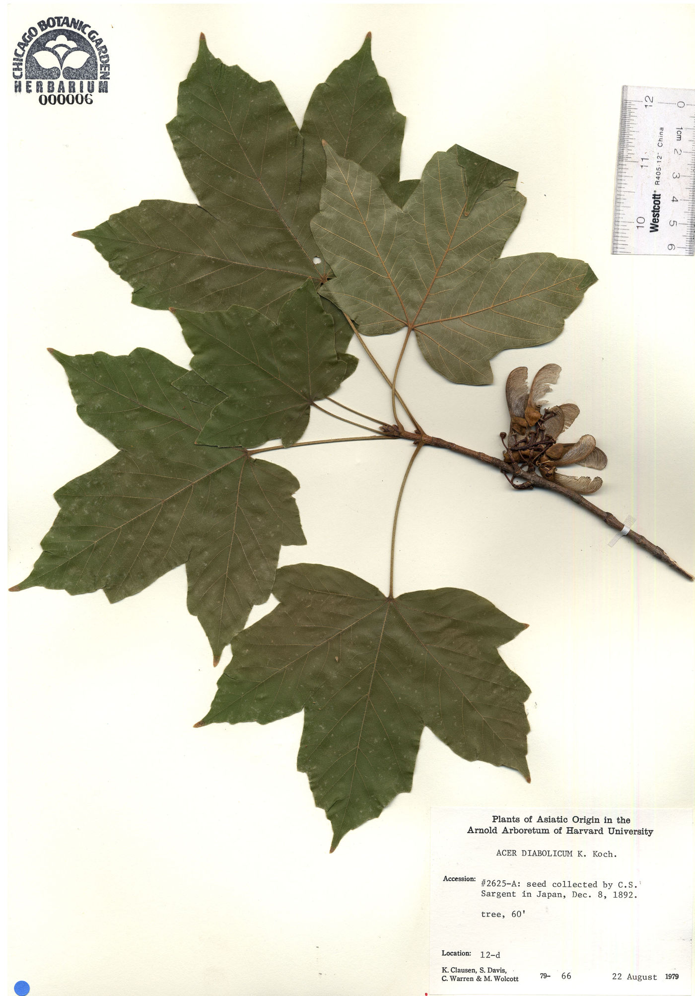 Acer diabolicum image