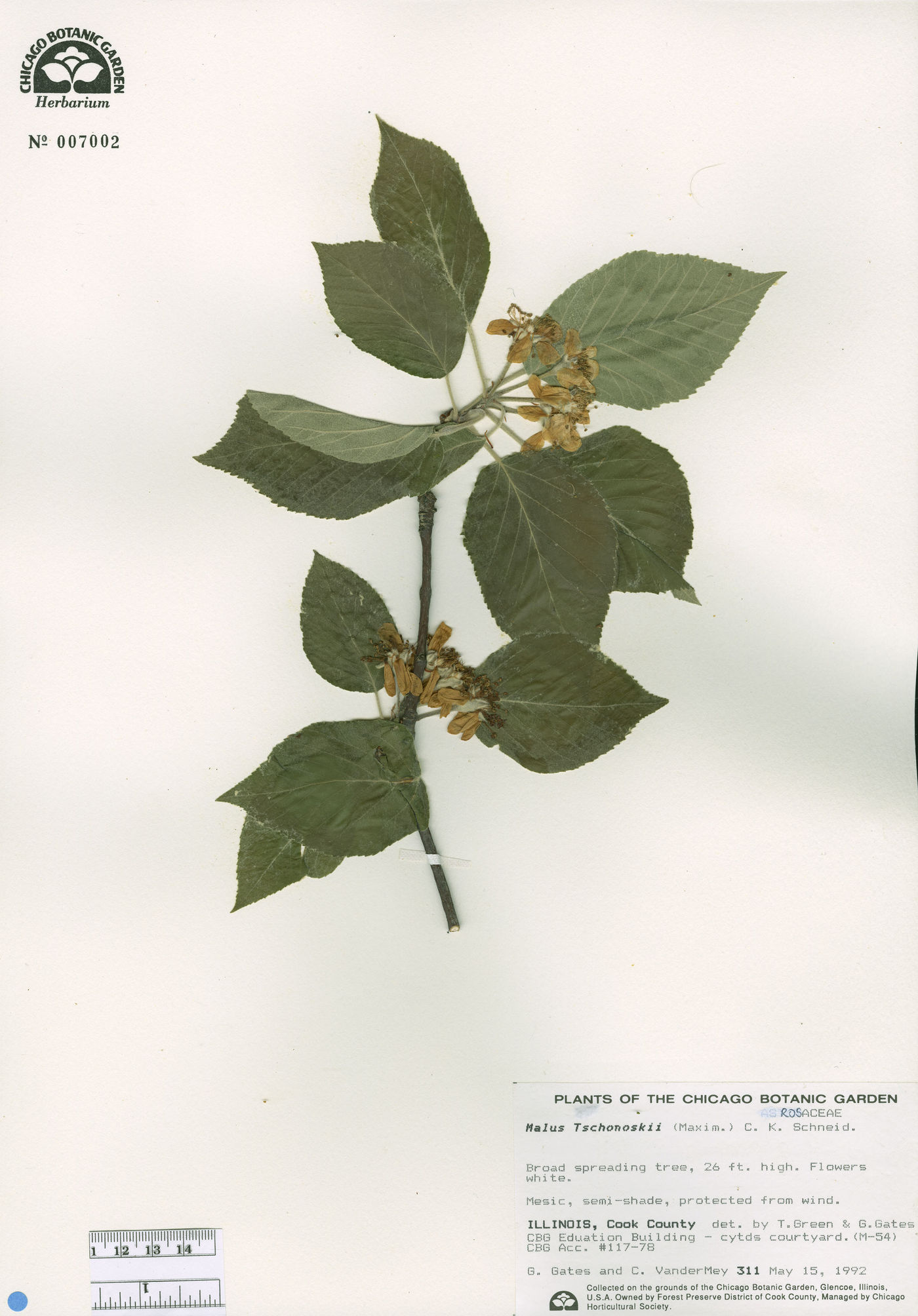 Malus tschonoskii image