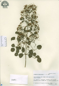 Clematis paniculata image