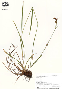 Scirpus pendulus image