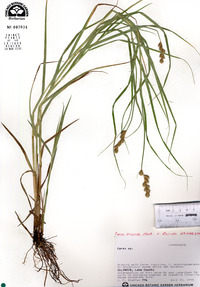 Carex projecta image