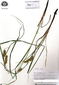 Carex tuckermanii image