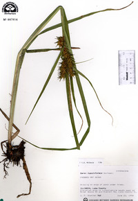 Carex lupuliformis image