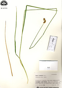 Carex normalis image